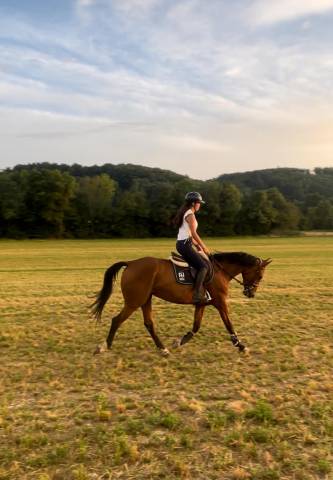 A vendre Jument 7 ans Top Origine Stakkato x Kannan