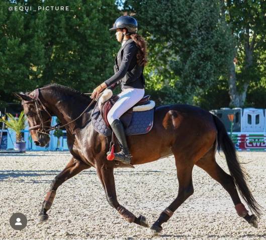 A vendre Ponette SF Top Origine Quinoto Bois Margot 