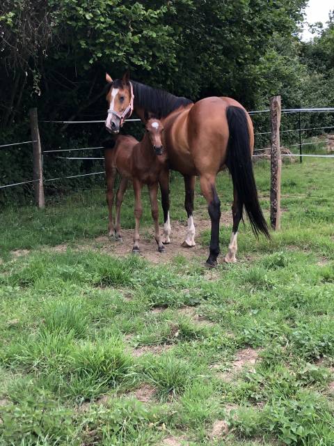 Foal