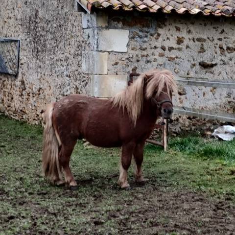 poney SHETLAND