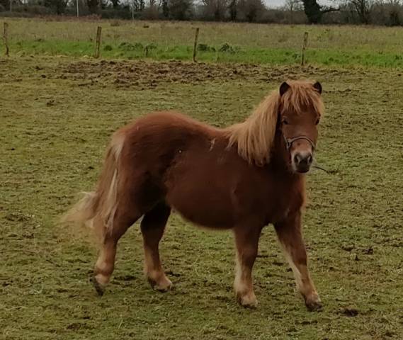 poney SHETLAND