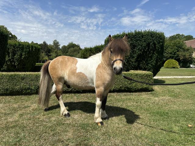 À vendre – Shetland hongre 6 ans 