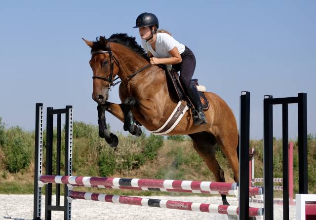 Hongre 4 ans loisirs / sport 