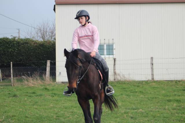DP cheval 