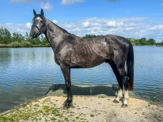 Étalon de 3 ans cso