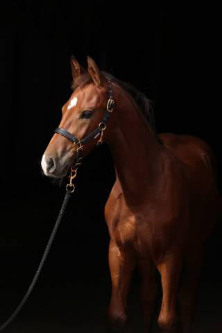 Licol top line poulain - Kerbl - Nylon doubl&eacute; cuir synth&eacute;tique