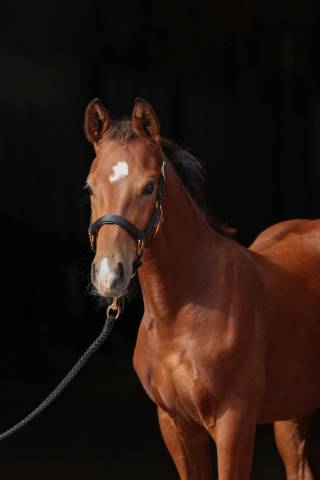 Licol top line poulain - Kerbl - Nylon doubl&eacute; cuir synth&eacute;tique