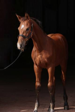 Licol top line poulain - Kerbl - Nylon doubl&eacute; cuir synth&eacute;tique