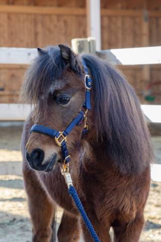 Licol top line poulain - Kerbl - Nylon doubl&eacute; cuir synth&eacute;tique