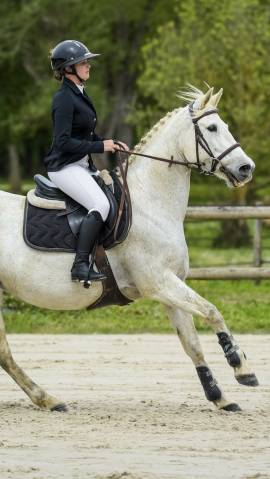 Jument  Quarter horse, Espagnol de 16 ans