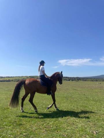 Cheval espagnol a confier 