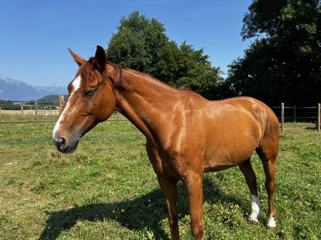 À vendre cheval de loisirs de 11 ans