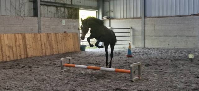 Poneys et chevaux de notre élevage 