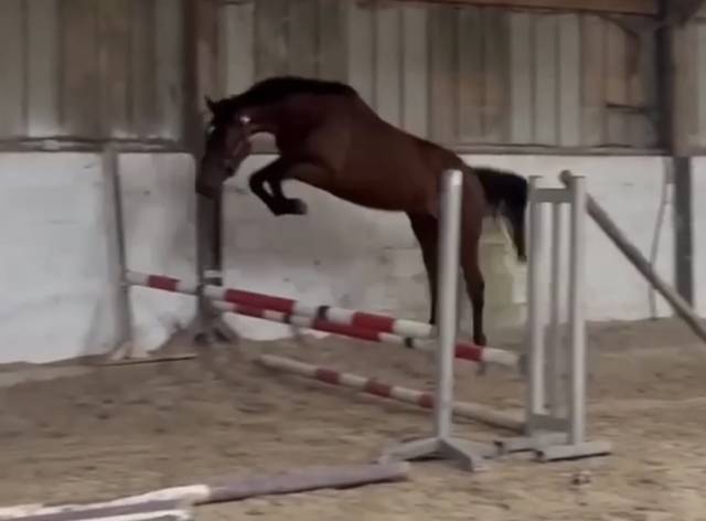Jument 4ans selle irlandaise cso 