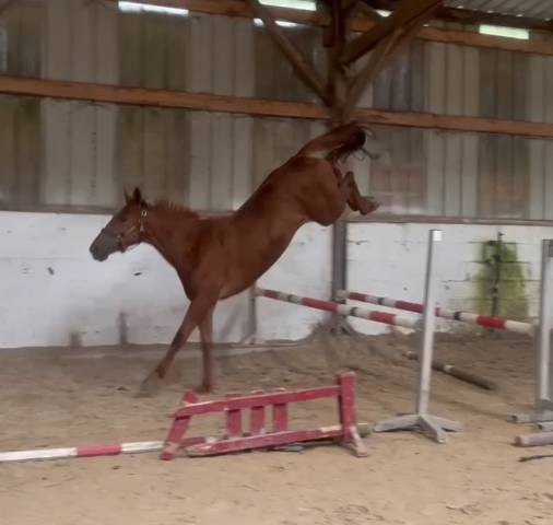 Jument 4ans selle irlandaise cso