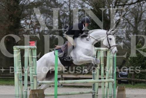 Cheval Selle Français – 8 ans par Andiamo Semilly