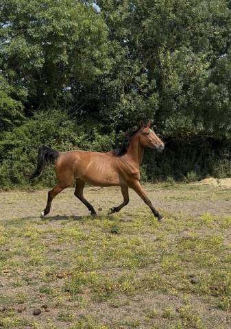 Mellite du Valois ( Stakkatol x Diamant)
