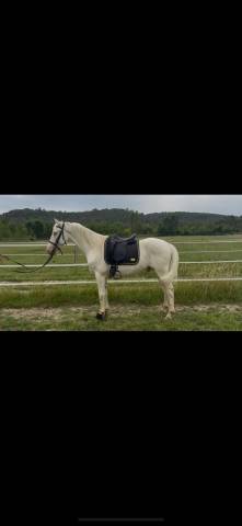 Cheval onc espagnol