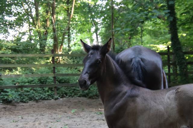 Poulain pure race espagnol PRE noir