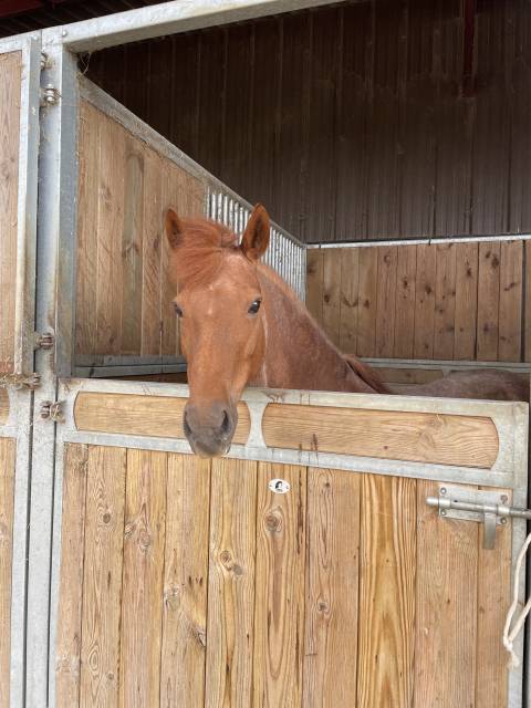 ponette pour loisirs ou compagnie 