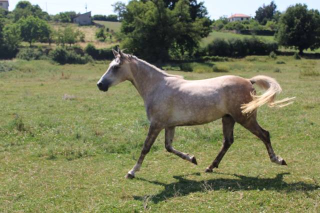 hongre pur sang arabe de 3 ans,  endurance