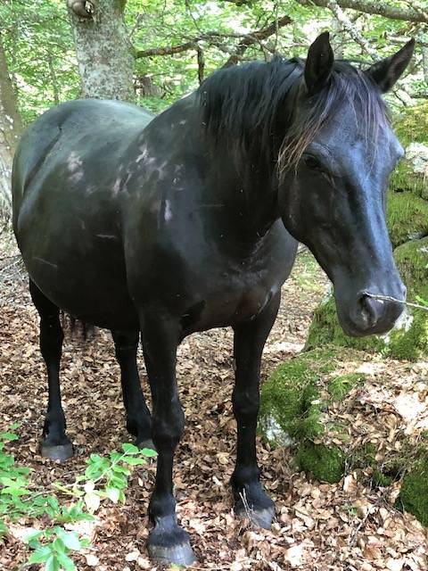Jument mérens poulinière gestante
