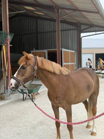 PONEY A CONFIER
