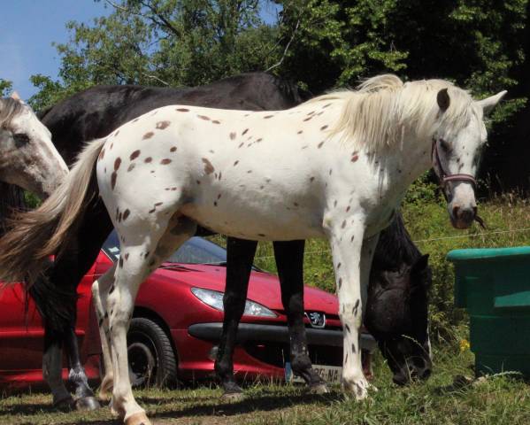 À vendre – Sublime pouliche OC : Oparta des Rauracks