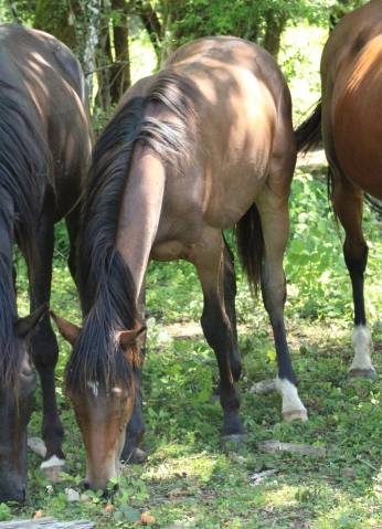 À vendre – Magnifique poulain OC : Orphéon des Rauracks