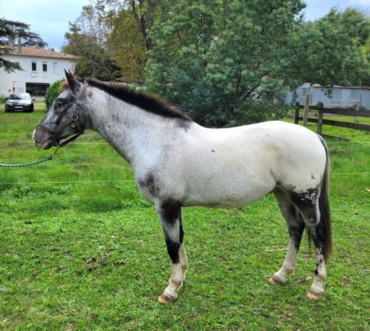 Superbe cheval 9 ans