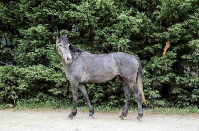 Ponette Connemara 4 ans 