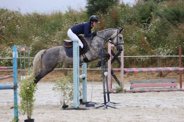 Poney Connemara 6 ans 