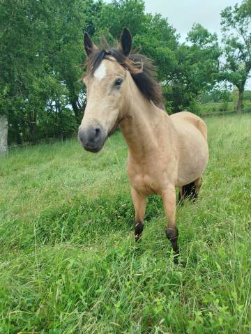 Ponette 6 ans oncp facile 