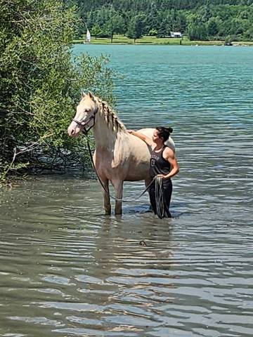 Cheval crème PRE
