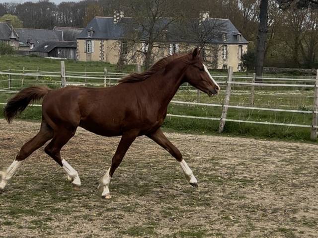 Chic mâle pour sport et élevage 