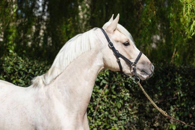 Poney drp mâle - dunalino - par d-gold at nrw