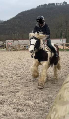 Jument Irish Cob 8 ans