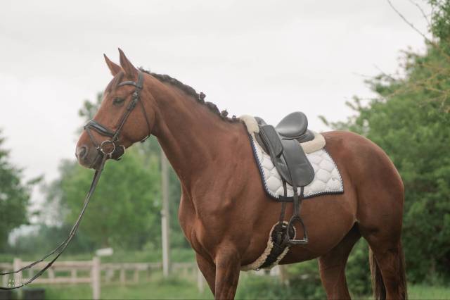 Très jolie jument - 7 ans - dressage