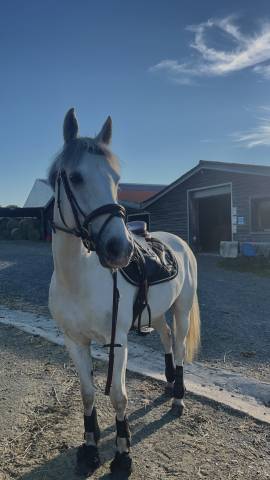 Loue poney de sport 