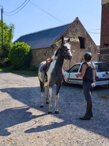 Petit cheval 3 ans 