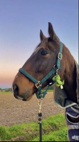 Recherche d’un/e cavalier/e