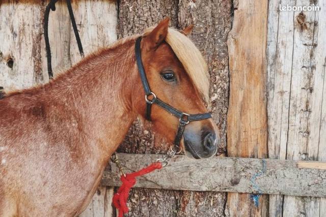 poulain SHETLAND  MALE PP 