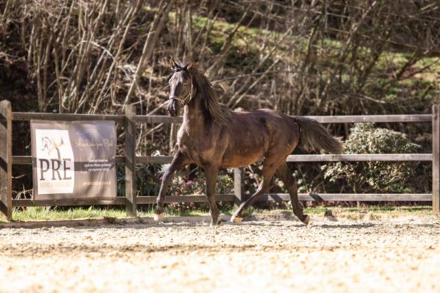 PRE black stallion with TOP movements and great charact