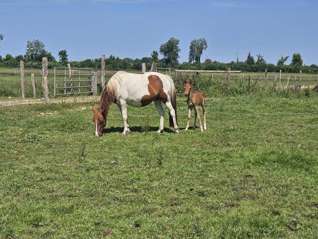Ponette poulinière pie de 6 ans suite de sa pouliche 