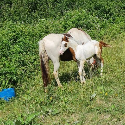Cheval de couleur 