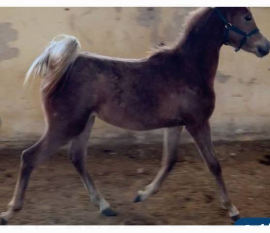 Poulain à vendre 