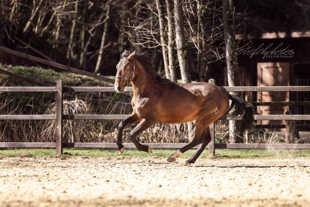 Baroque, young stallion 