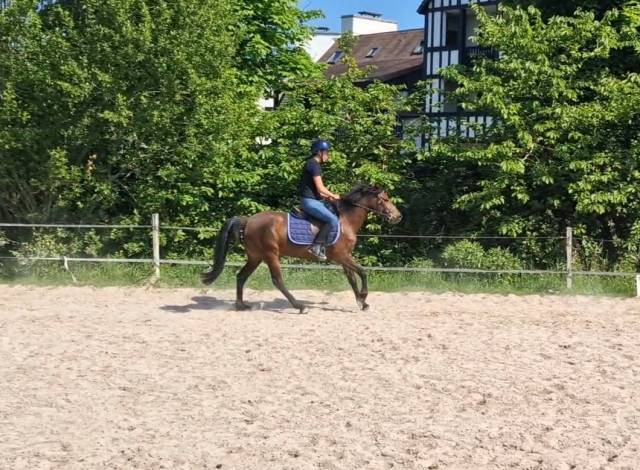 Poney D a vendre 