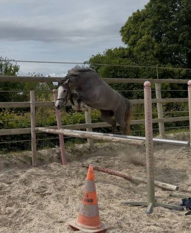 Ponette de sport 3 ans 1,39m