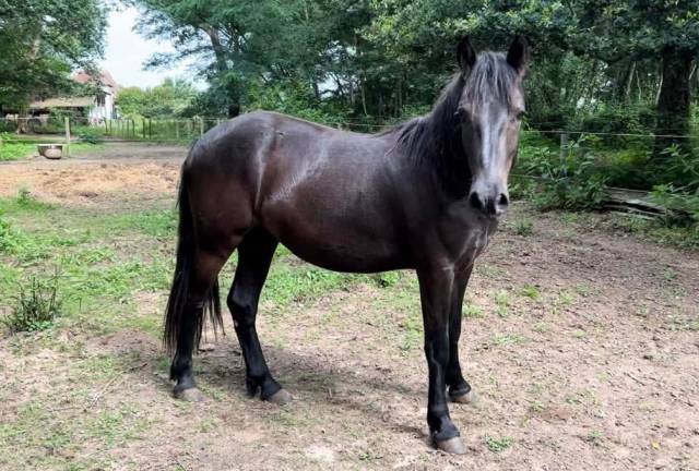 Joli poney loisir/ enseignement 